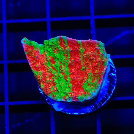 Premium WWC Grafted Montipora Cap Coral