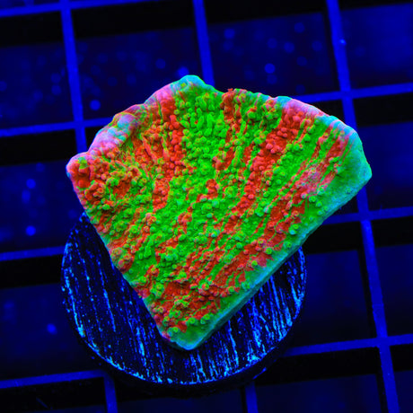 Premium WWC Grafted Montipora Cap Coral