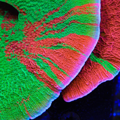 Premium WWC Grafted Montipora Cap XL Frag Coral