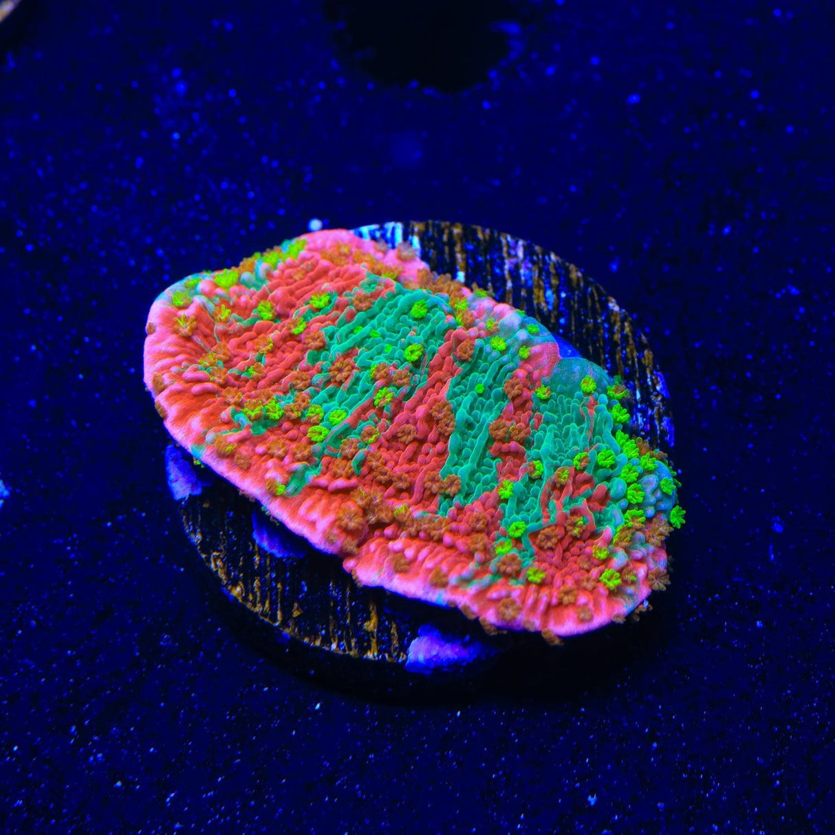 Premium WWC Sunfire Montipora Cap Coral