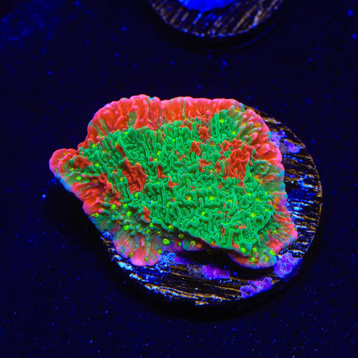 Premium WWC Sunfire Montipora Cap Coral