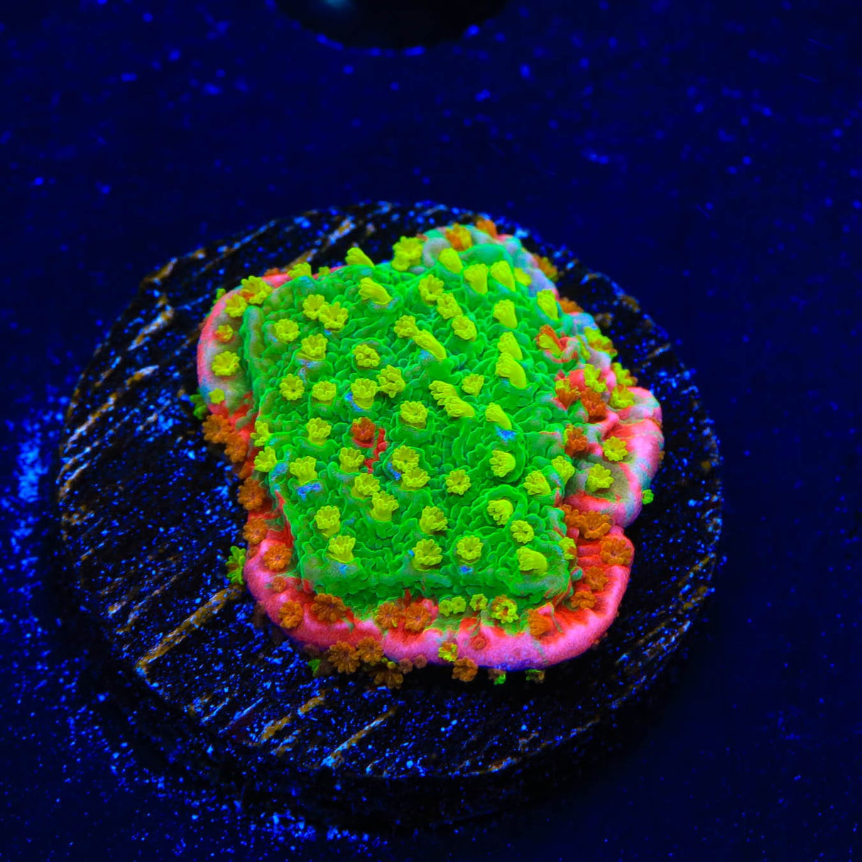 Premium WWC Sunfire Montipora Cap Coral
