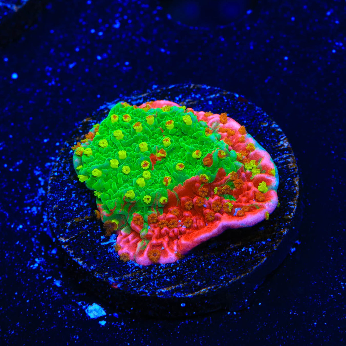Premium WWC Sunfire Montipora Cap Coral