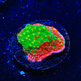 Premium WWC Sunfire Montipora Cap Coral
