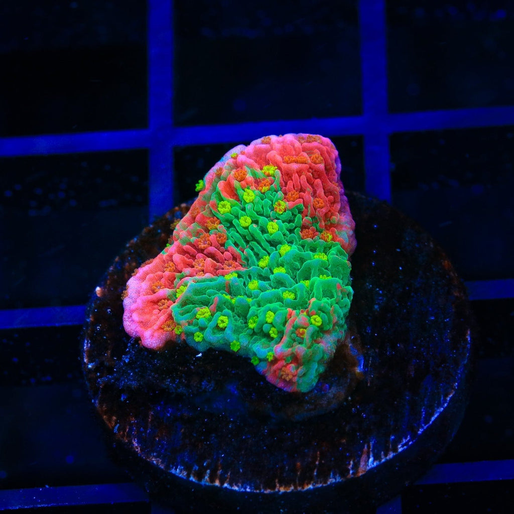 Sunfire Premium Grafted Montipora Cap Coral – Top Shelf Aquatics