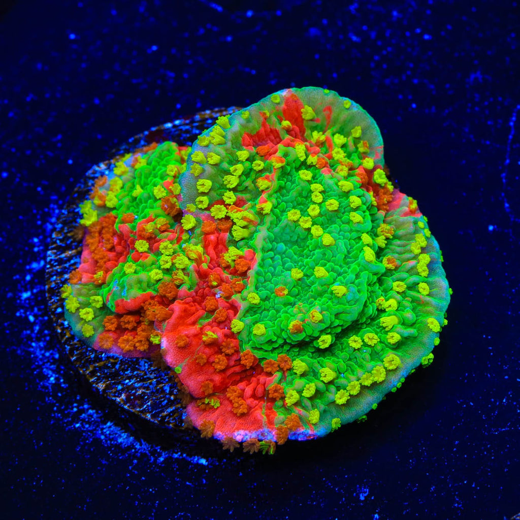 Sunfire Premium Grafted Montipora Cap Coral – Top Shelf Aquatics