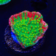 Premium WWC Sunfire Montipora Cap Coral