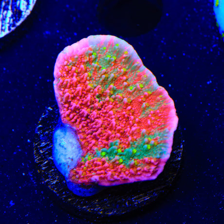 Premium WWC Sunfire Montipora Cap Coral