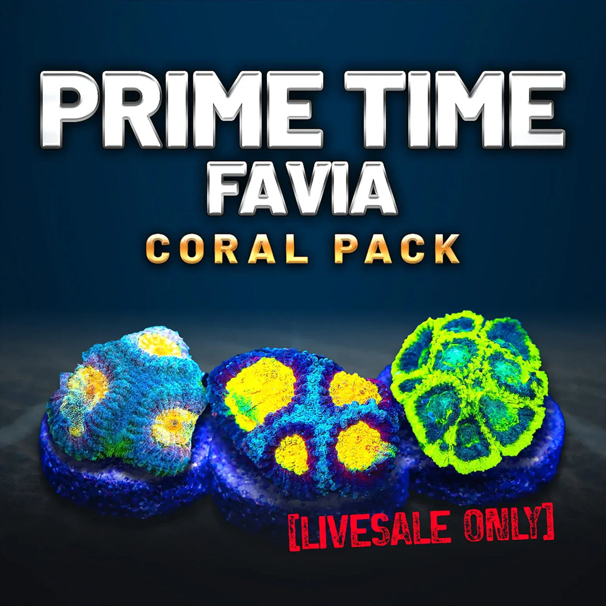 Prime Time Favia Coral Frag Pack