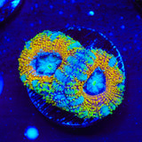 Prince of Theives Acan Coral