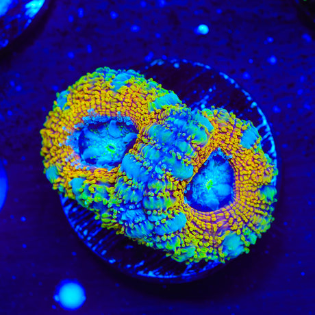 Prince of Theives Acan Coral