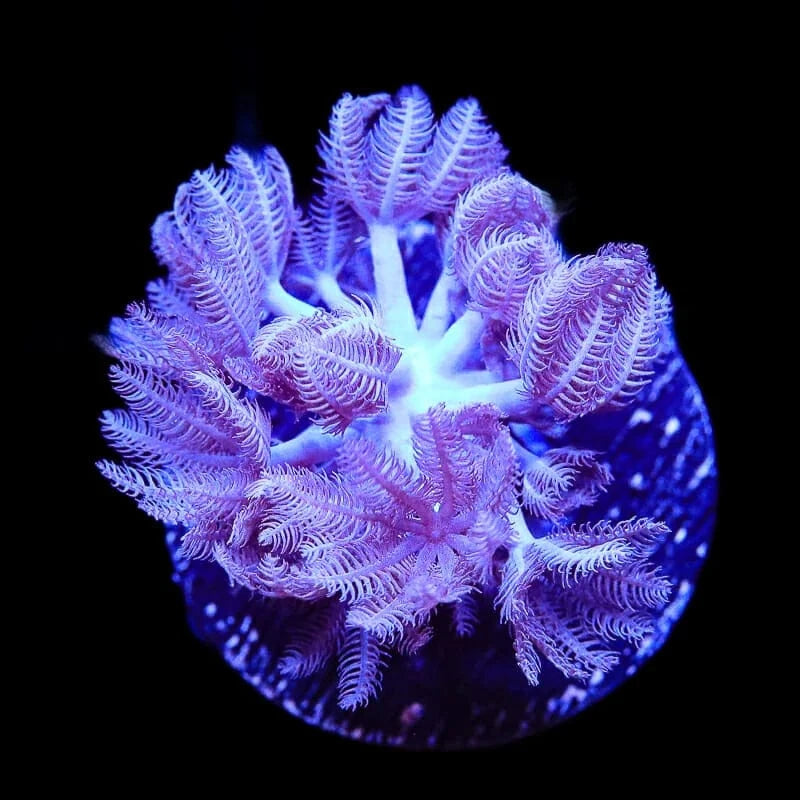 Pulsing Xenia Coral