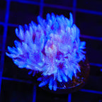 Pulsing Xenia Coral