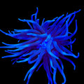 Purple Condy Anemone