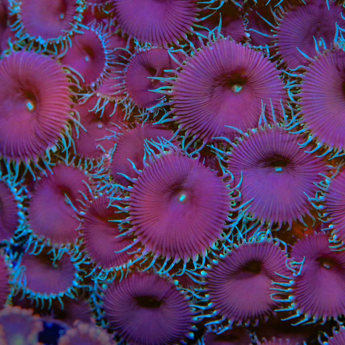 Purple Death Palythoa Coral – Cut to Order – Top Shelf Aquatics