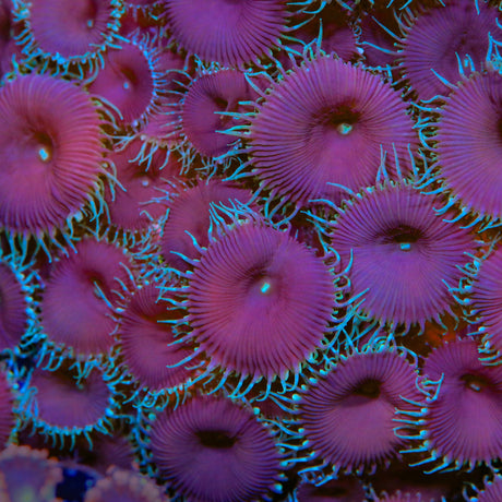 Purple Death Palythoa Coral