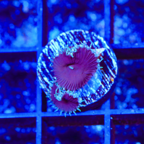 Purple Death Palythoa Coral