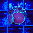 Purple Death Palythoa Coral