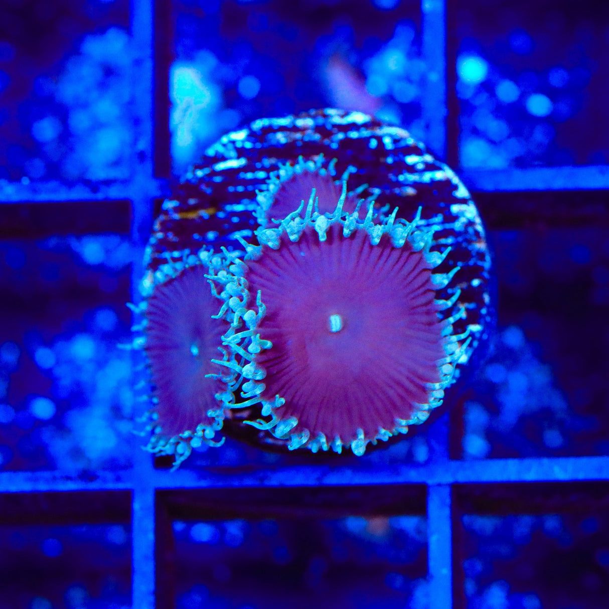 Purple Death Palythoa Coral