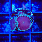 Purple Death Palythoa Coral