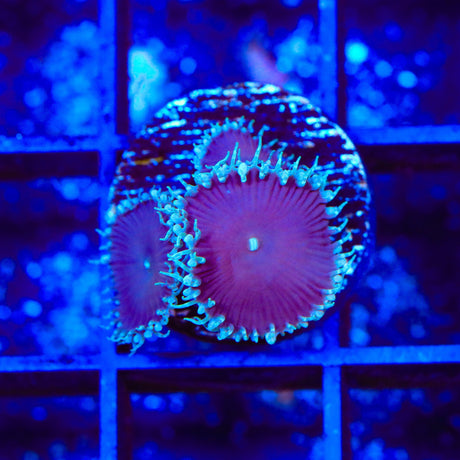Purple Death Palythoa Coral