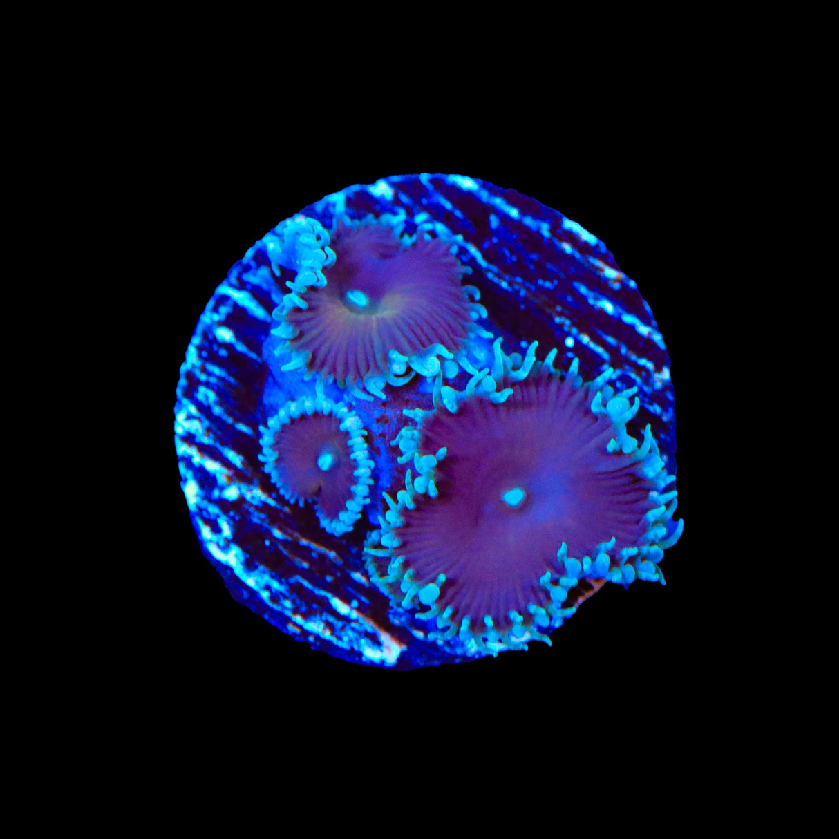 Purple Death Palythoa Coral