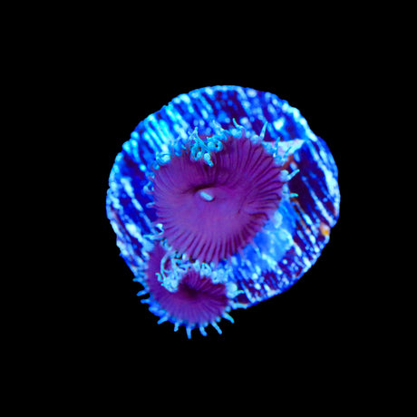 Purple Death Palythoa Coral