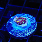 Purple Devil Mushroom Coral