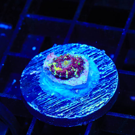 Purple Devil Mushroom Coral