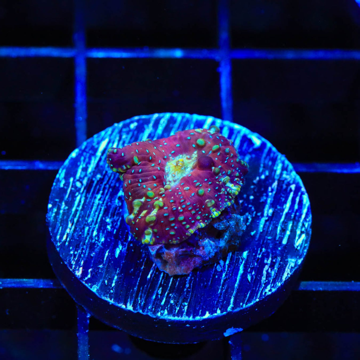 Purple Devil Mushroom Coral