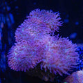 Purple Hairy Mushroom Colony Coral