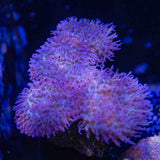 Purple Hairy Mushroom Colony Coral