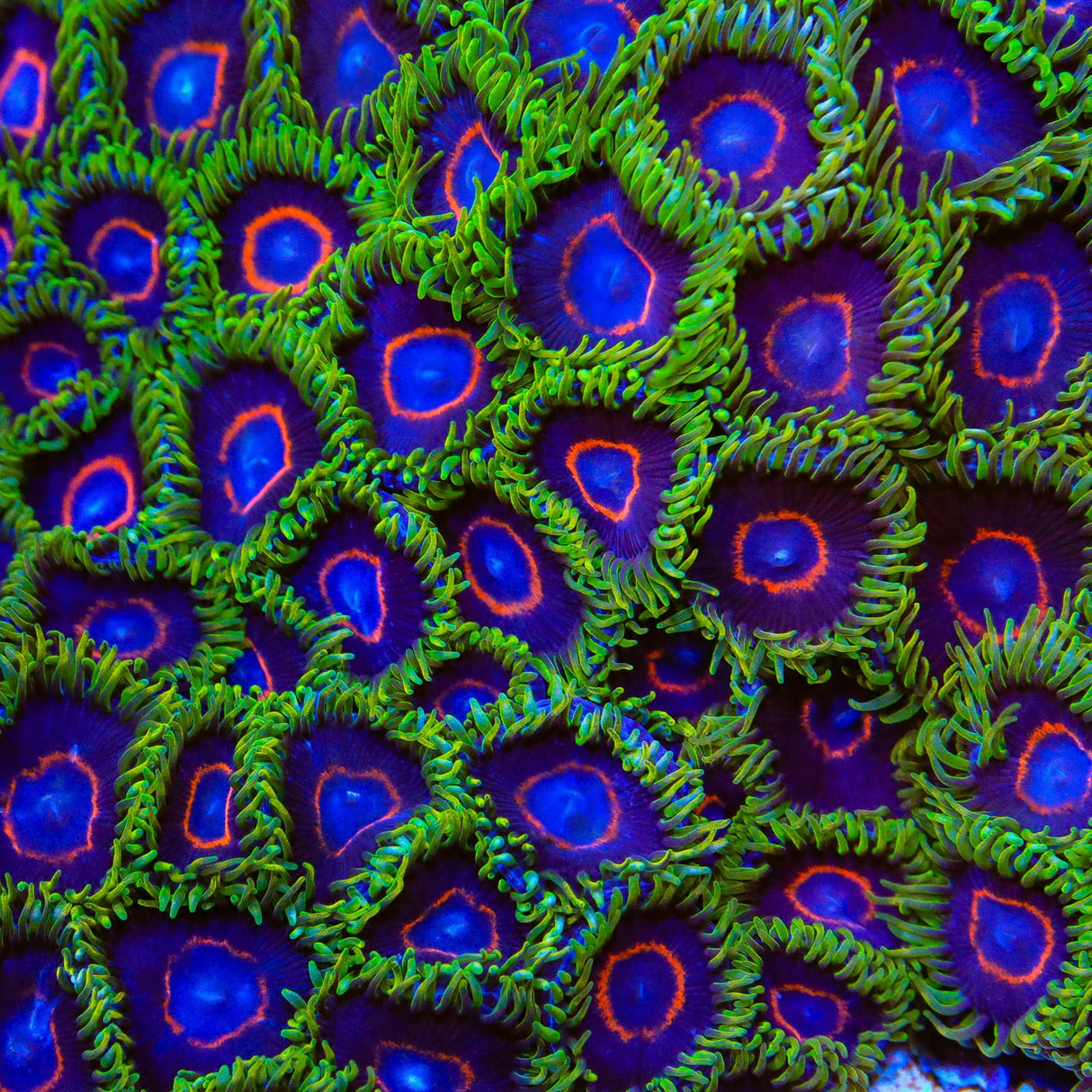 Purple Heart Zoanthids Coral