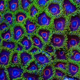 Purple Heart Zoanthids Coral