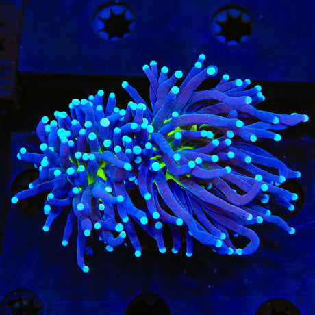 Purple Miami Mylasian Torch Coral