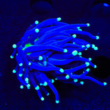 Purple Miami Mylasian Torch Coral