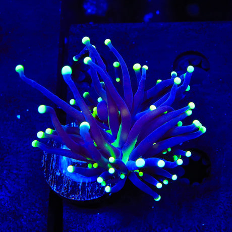Purple Miami Mylasian Torch Coral
