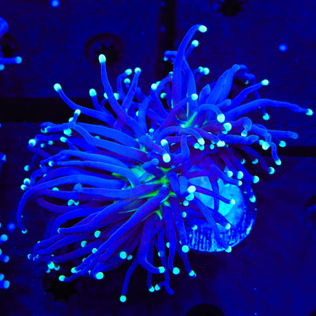 Purple Miami Mylasian Torch Coral