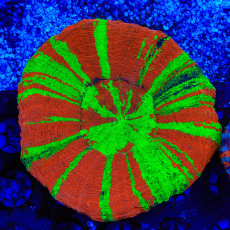 Purple Monster Bleeding Apple Scolymia Coral
