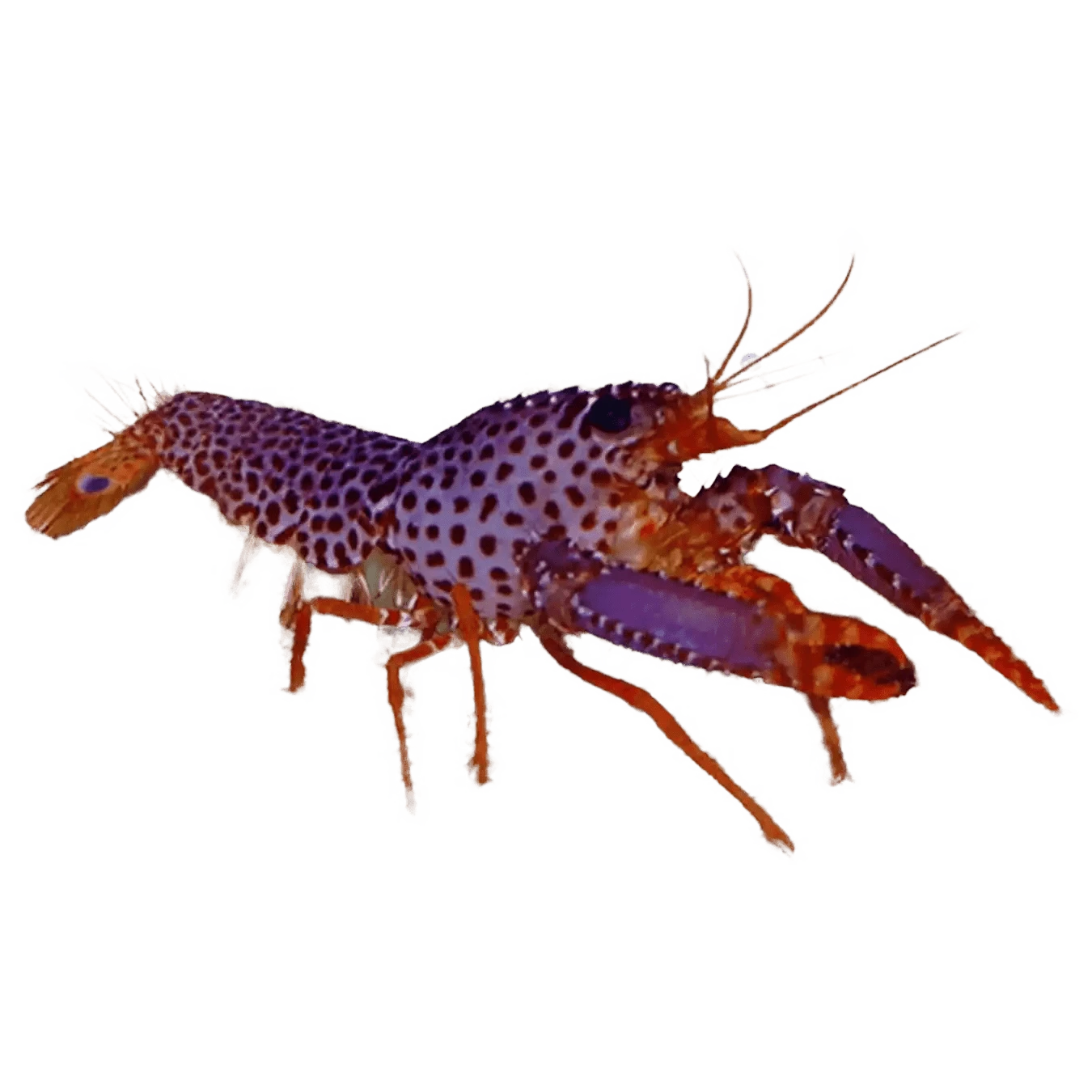 Purple Reef Lobster – Enoplometopus debelius