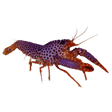 Purple Reef Lobster – Enoplometopus debelius