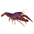 Purple Reef Lobster – Enoplometopus debelius