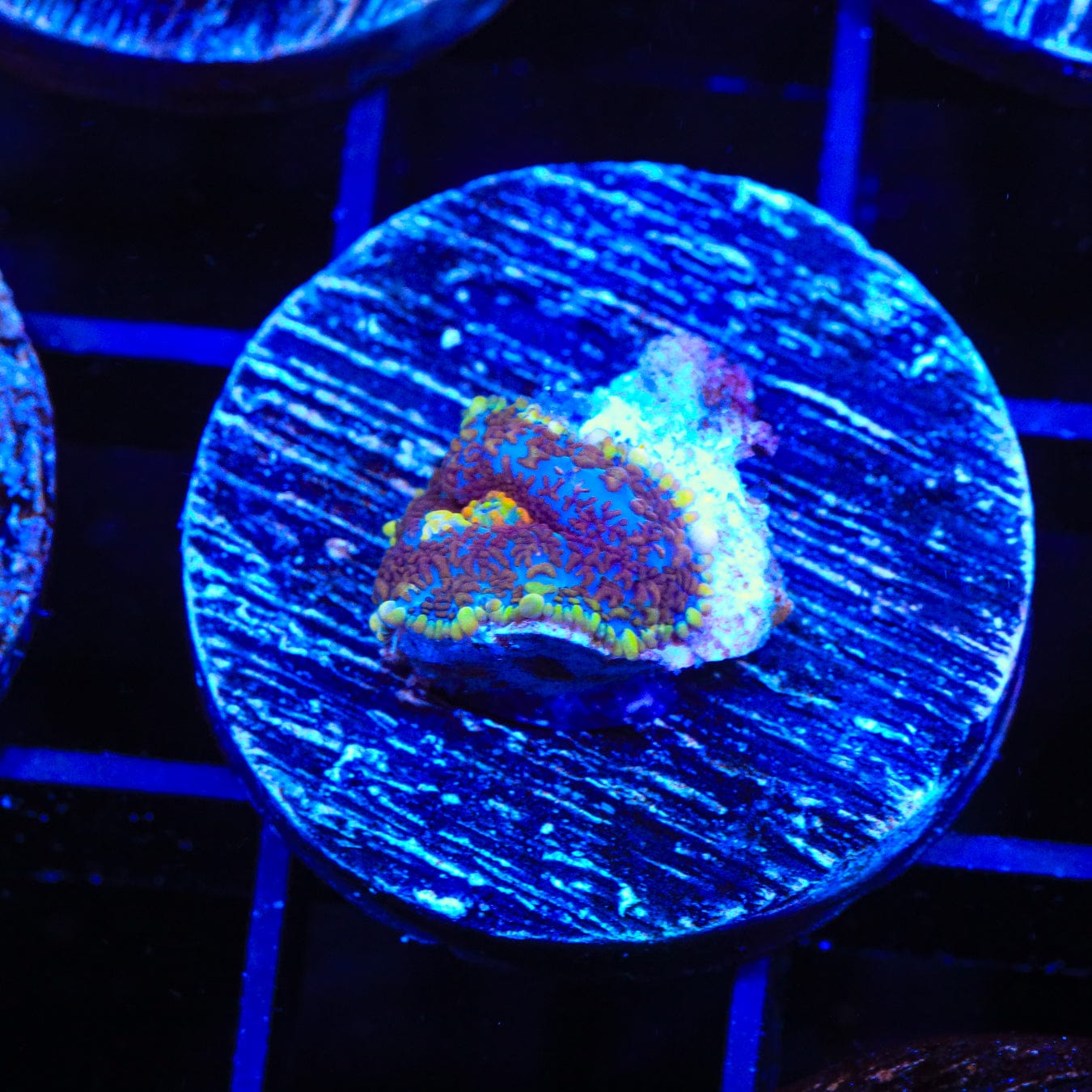 Purple Smurple Rhodactis Mushroom Coral