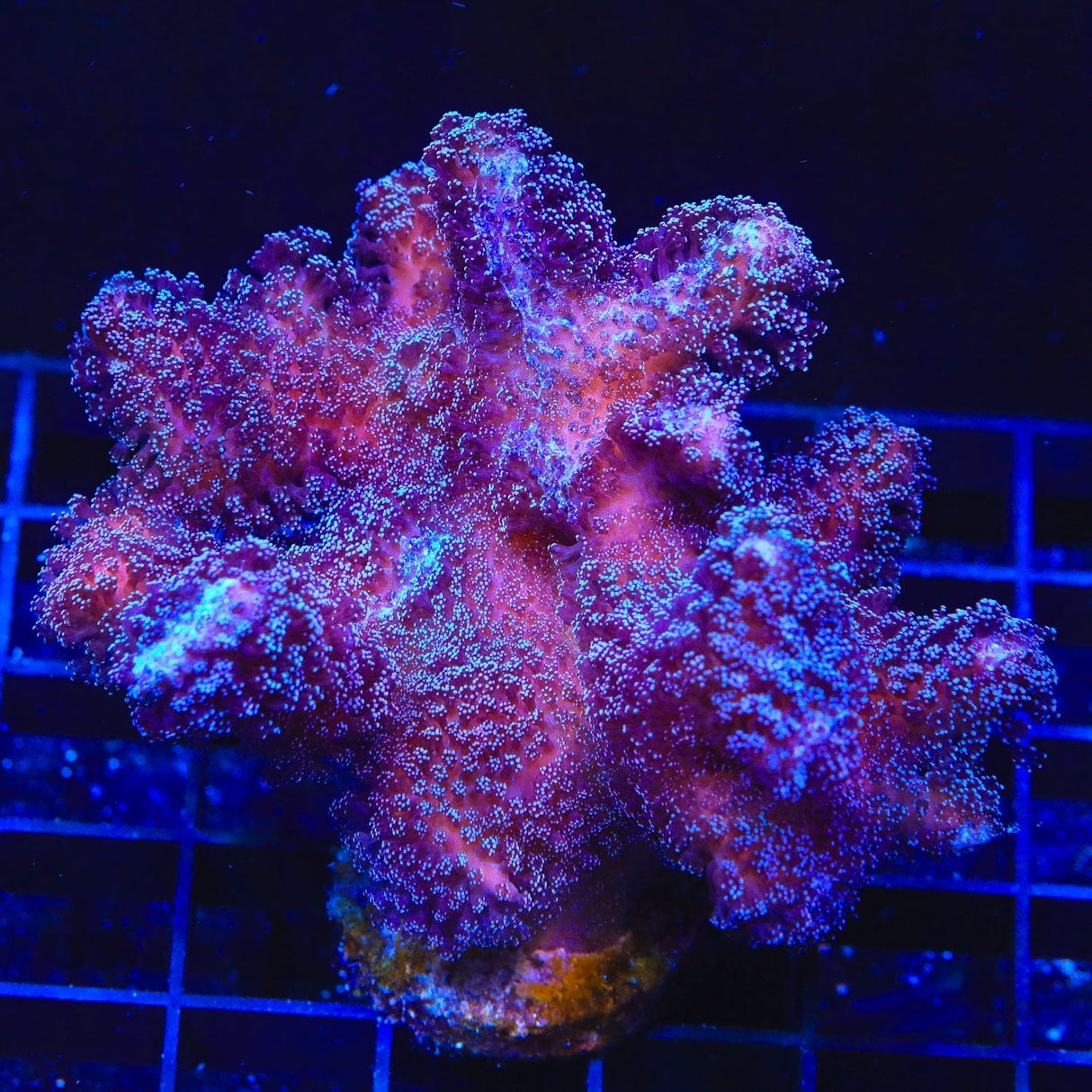 Purple Stylophora Coral