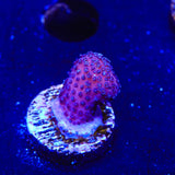Purple Stylophora Coral