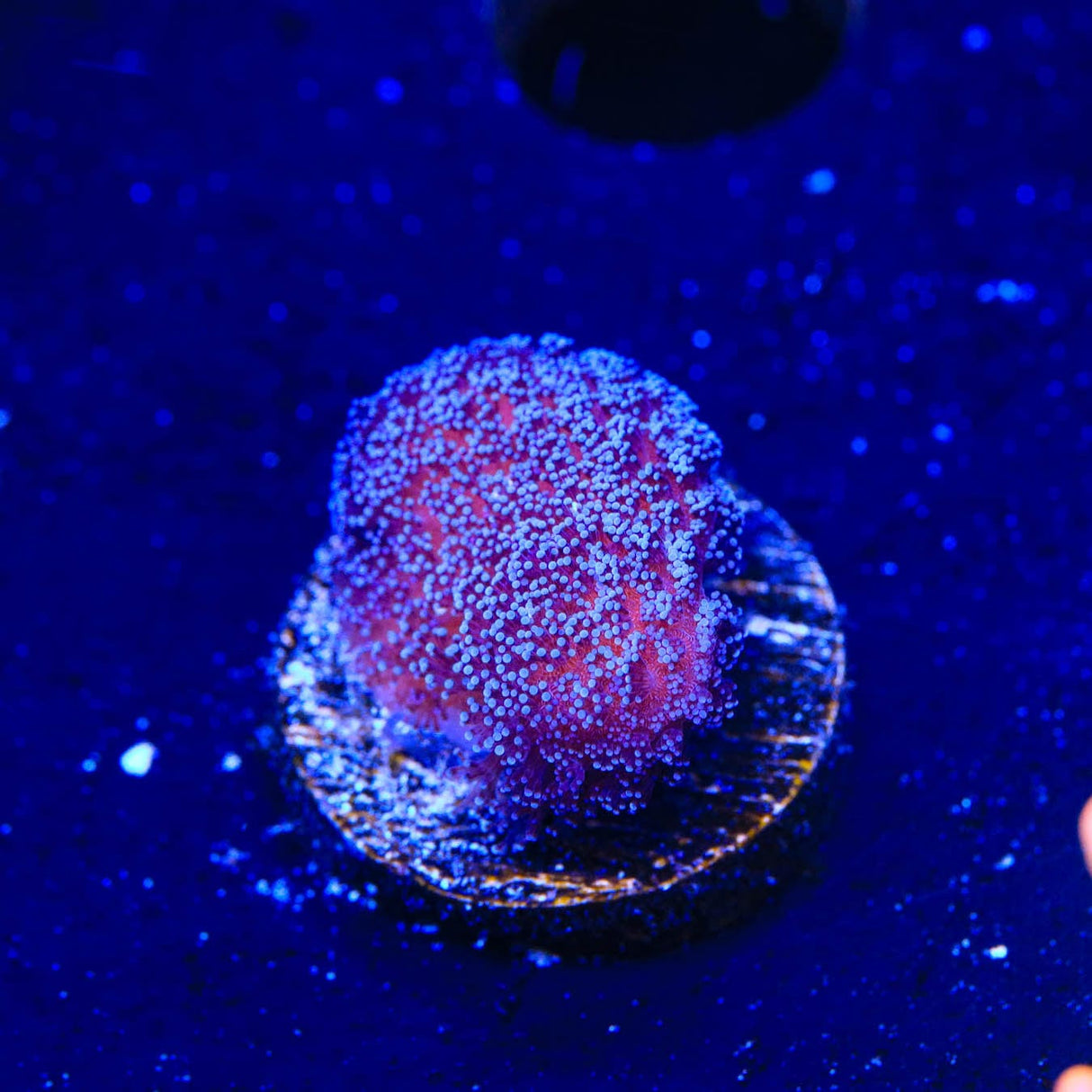 Purple Stylophora Coral