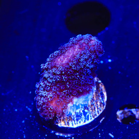 Purple Stylophora Coral