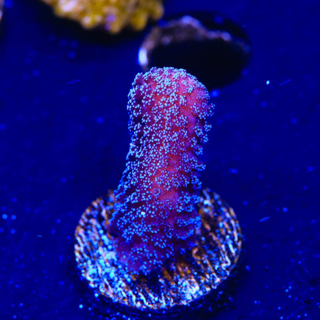 Purple Stylophora Coral