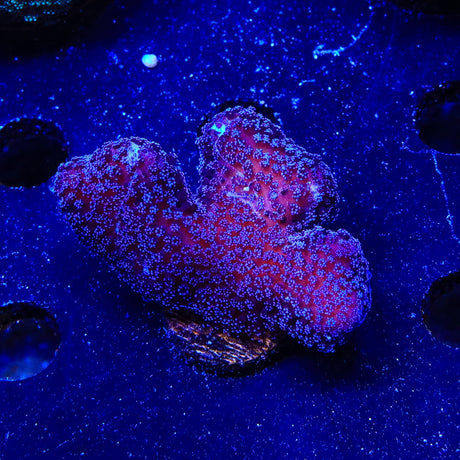 Purple Stylophora XL Frag Coral