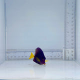 Purple Tang Fish